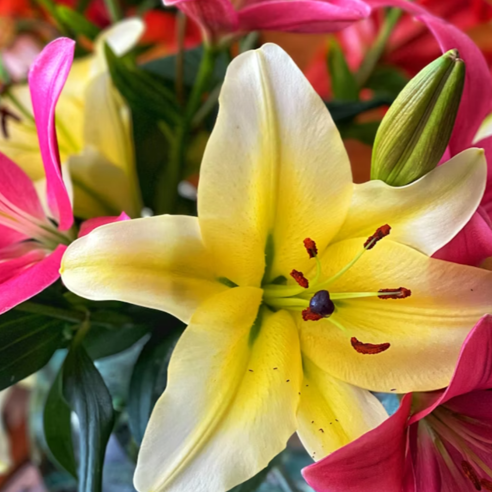 Pink Stargazer Lily Bouquet